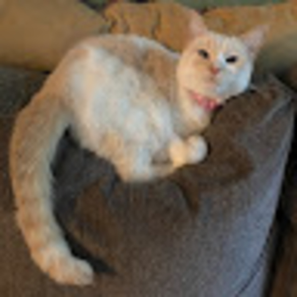 Meet your Posher, Bleu